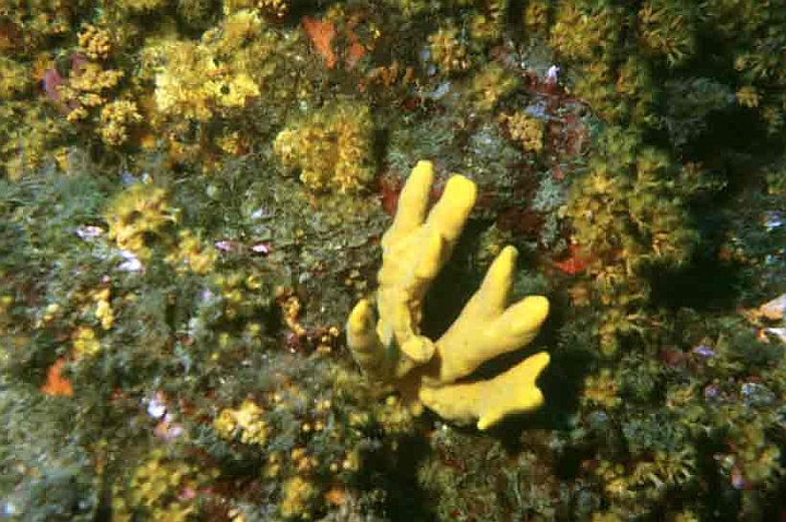 31 Axinella polypoides.jpg